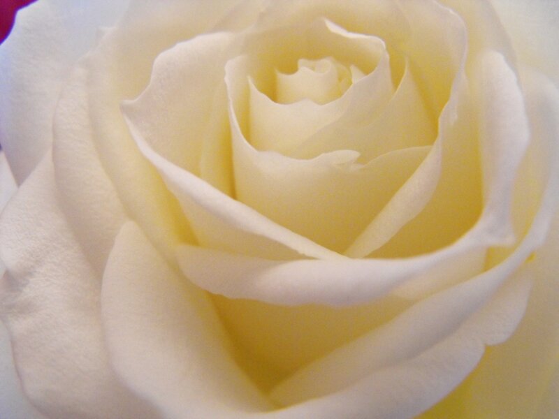 White Rose Bloom