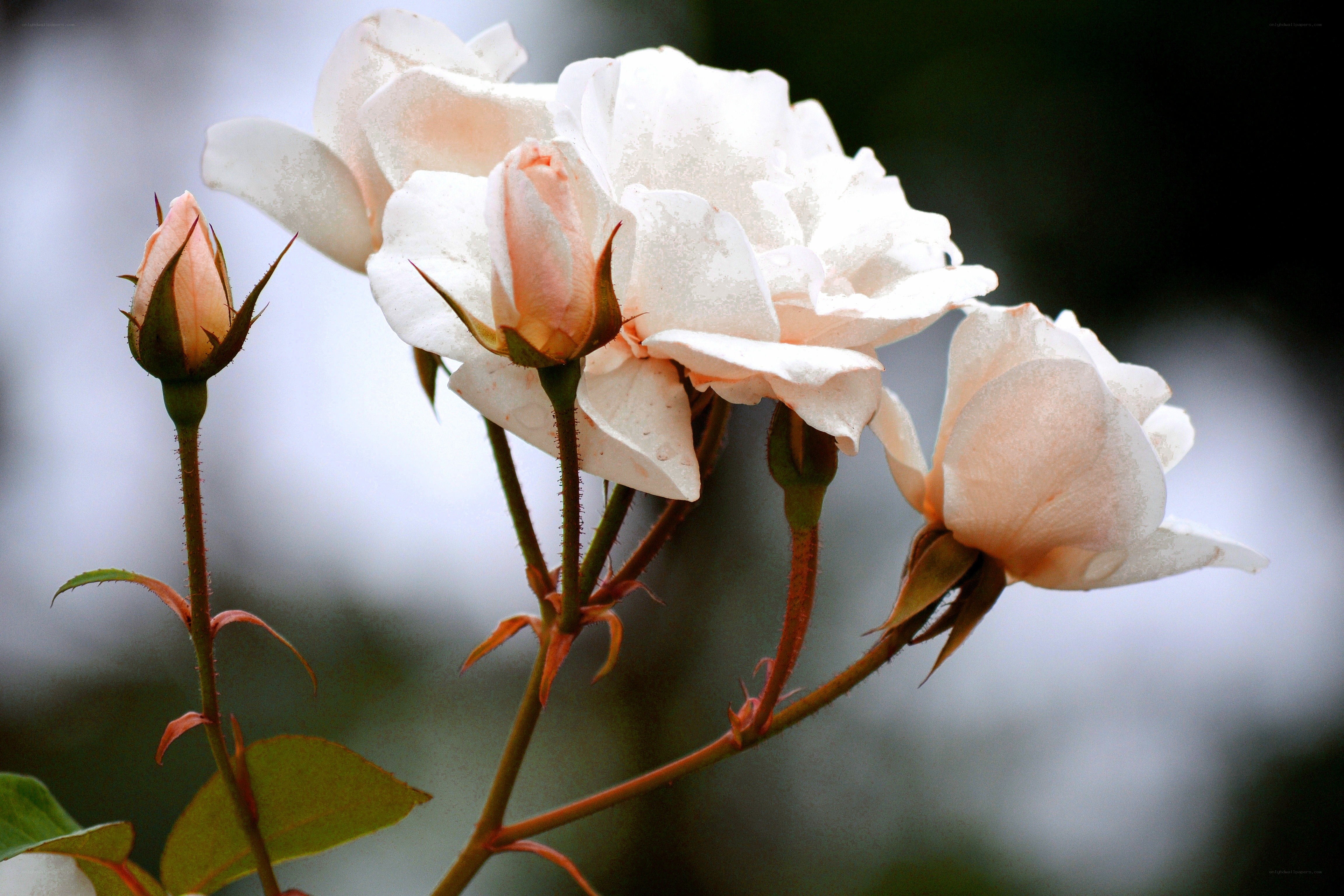 White rose blossoms in bloom