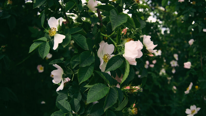White Rose Blossoms