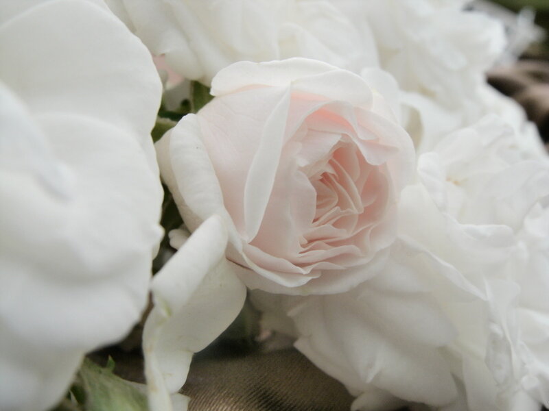 White Rose Bouquet — Calm, Photograph