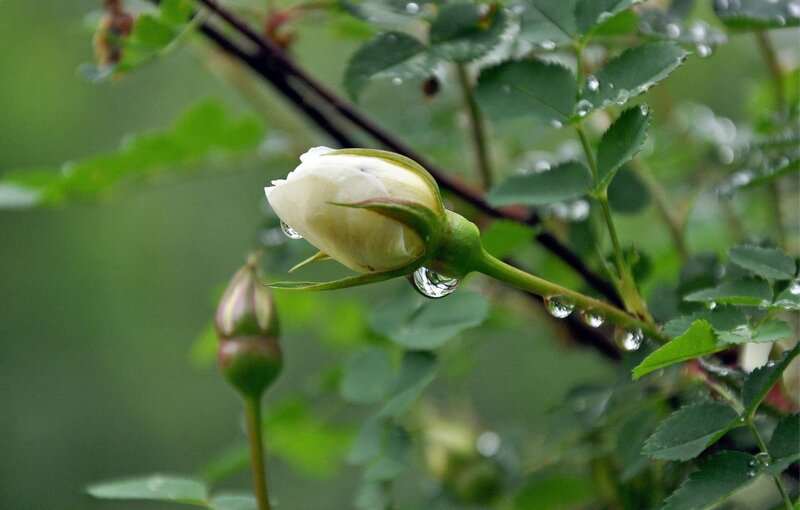 White rose bud after rain