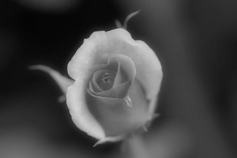 White Rose Bud — Black, Serene