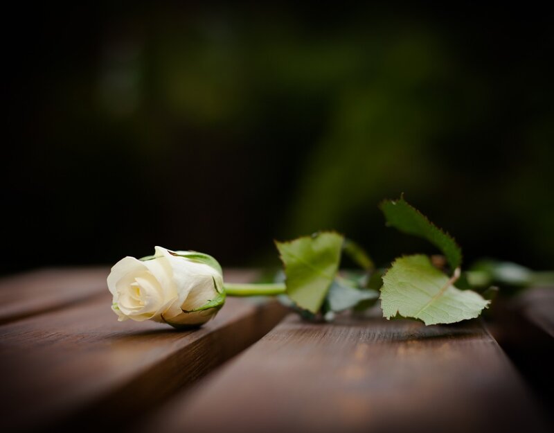 White Rose Bud — Brown