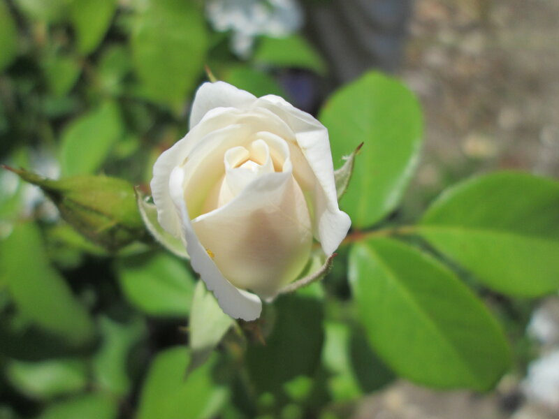White Rose Bud — Calm, Afternoon