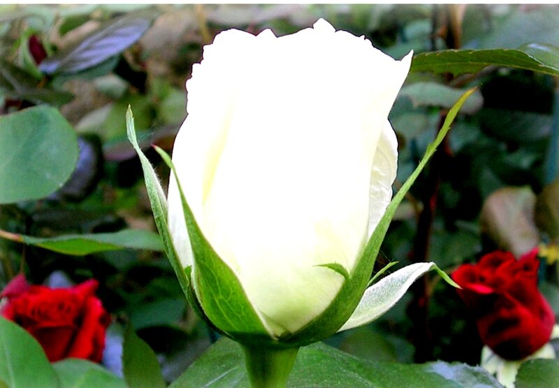 White Rose Bud — Calm, Photograph, Red Roses