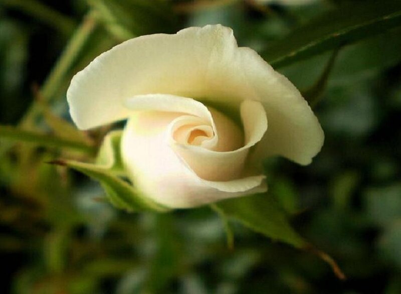 White Rose Bud — Calm, Photograph