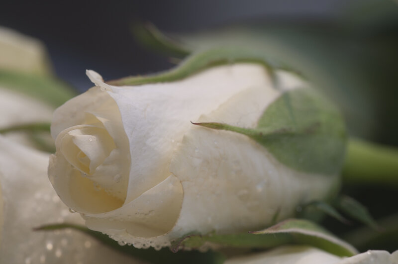 White Rose Bud — Calm
