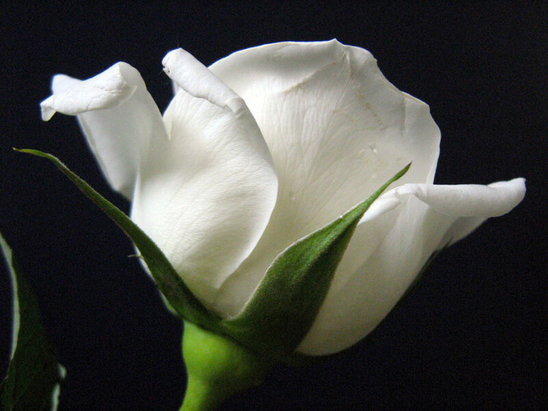 White Rose Bud — Dramatic, Photograph, Green Sepals