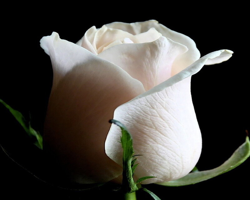 White Rose Bud — Dramatic, Photograph, Petals, Stem, Leaf