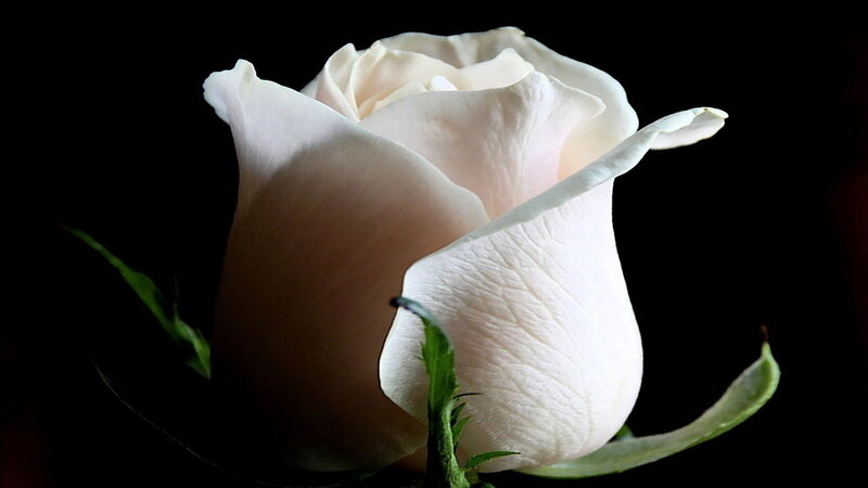 White Rose Bud — Dramatic, Photograph, Petals, Stem