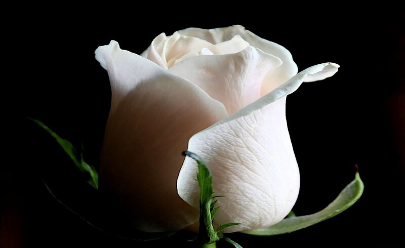 White Rose Bud — Dramatic, Photograph, Petals