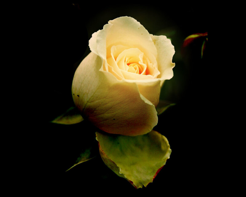 White Rose Bud — Dramatic, Photograph