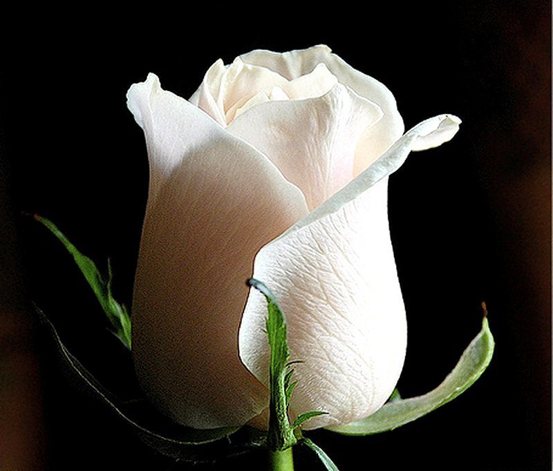 White Rose Bud — Dramatic