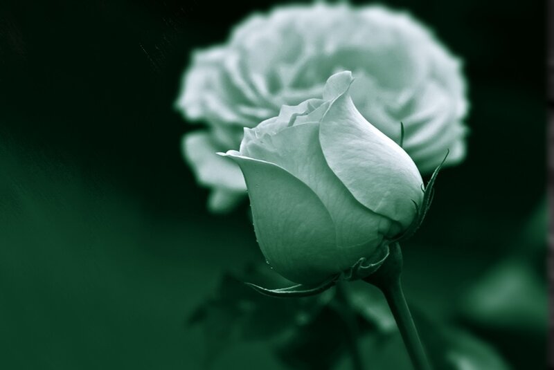 White Rose Bud — Green, Serene, Photograph