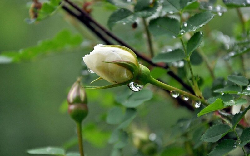 White Rose Bud — Green, Serene, Spring, Photograph, Leaves