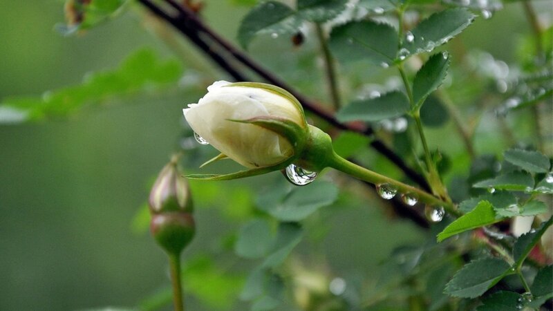 White Rose Bud — Green, Serene, Spring, Photograph