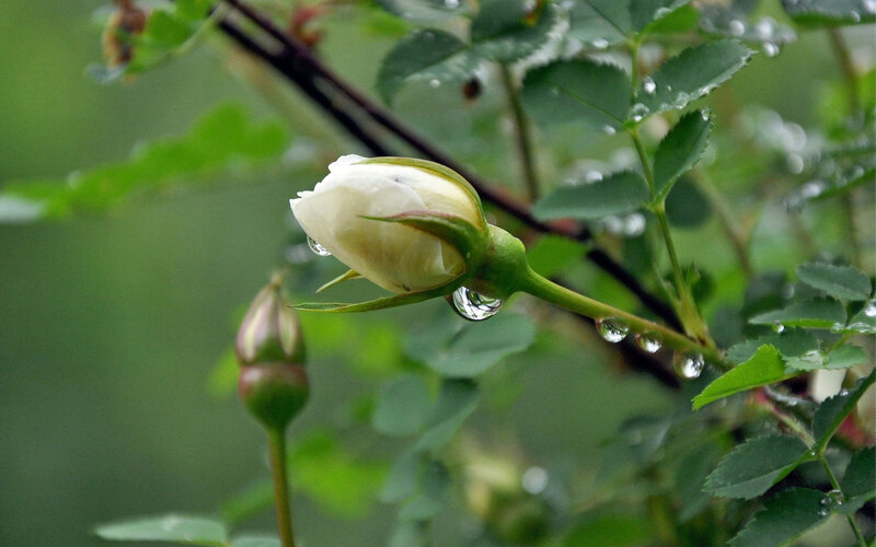 White Rose Bud — Green, Serene, Spring