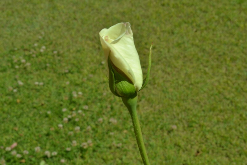 White Rose Bud — Green, Serene
