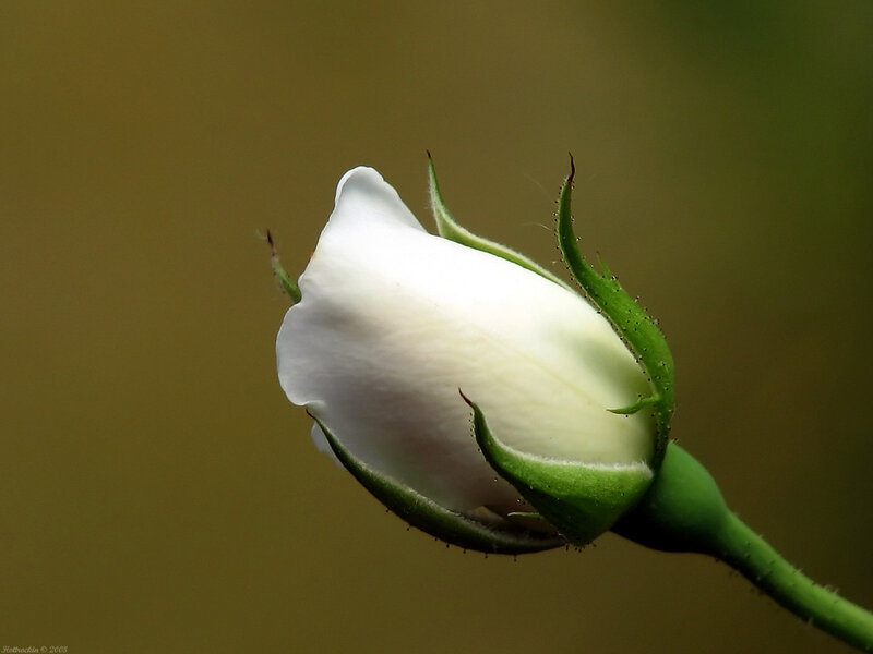 White rose bud in bloom