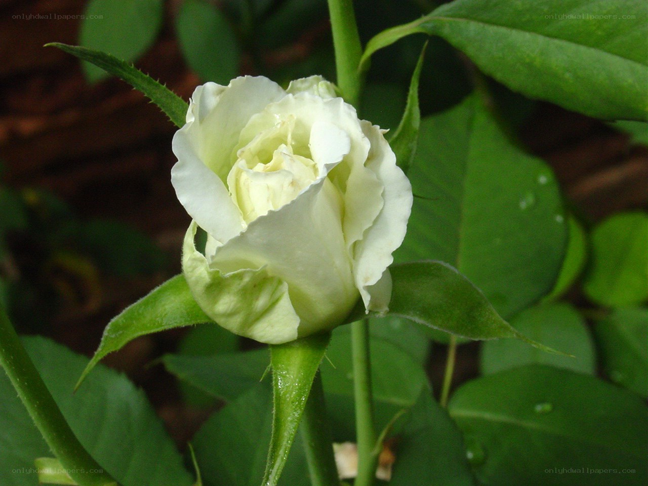 white rose bud in garden