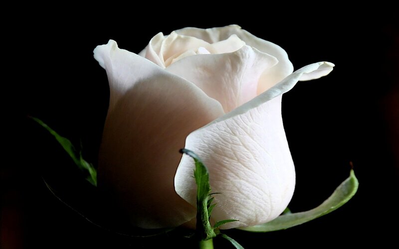 White Rose Bud — Photograph