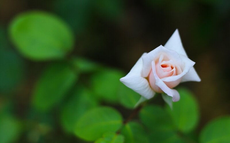 White Rose Bud — Serene, Photograph, Green Leaves, Green