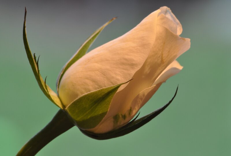 White Rose Bud — Serene, Photograph, Green Leaves, Stem