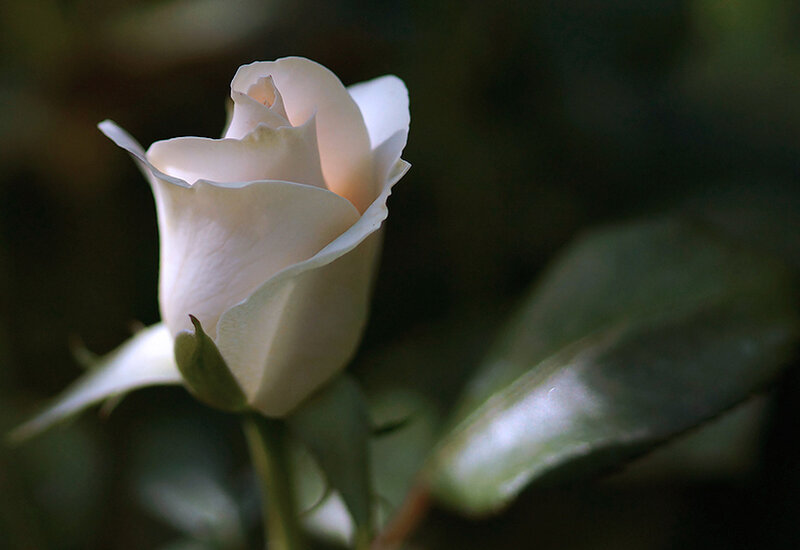 White Rose Bud — Serene, Photograph, Leaf