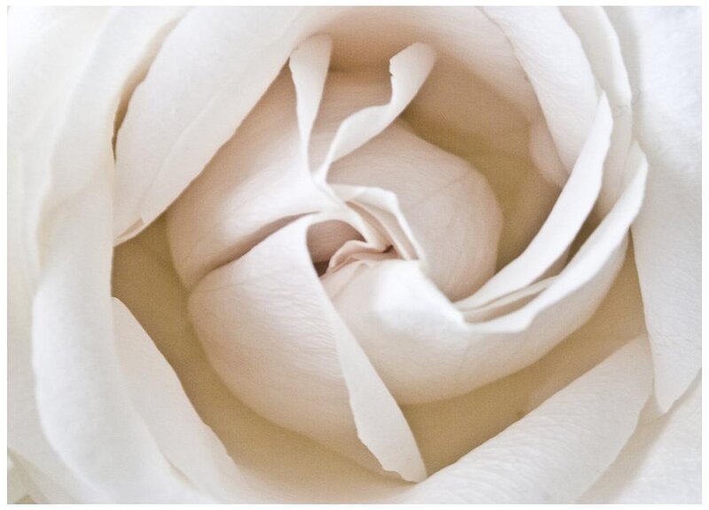 White Rose Bud — Serene, Photograph, Petals
