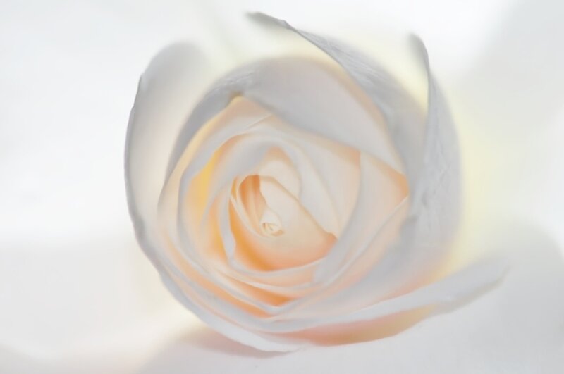 White Rose Bud — Serene