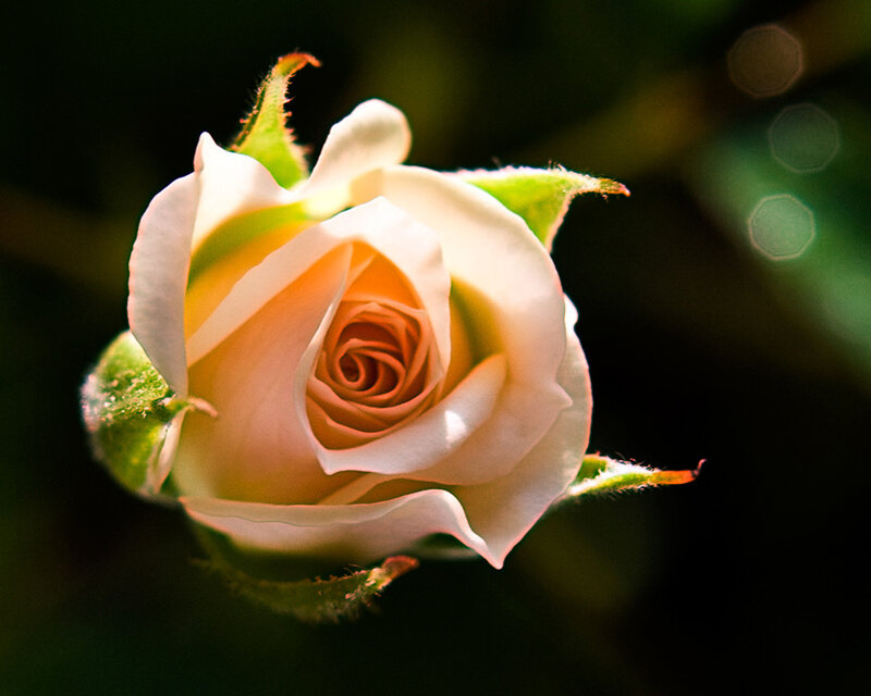 White Rose Bud