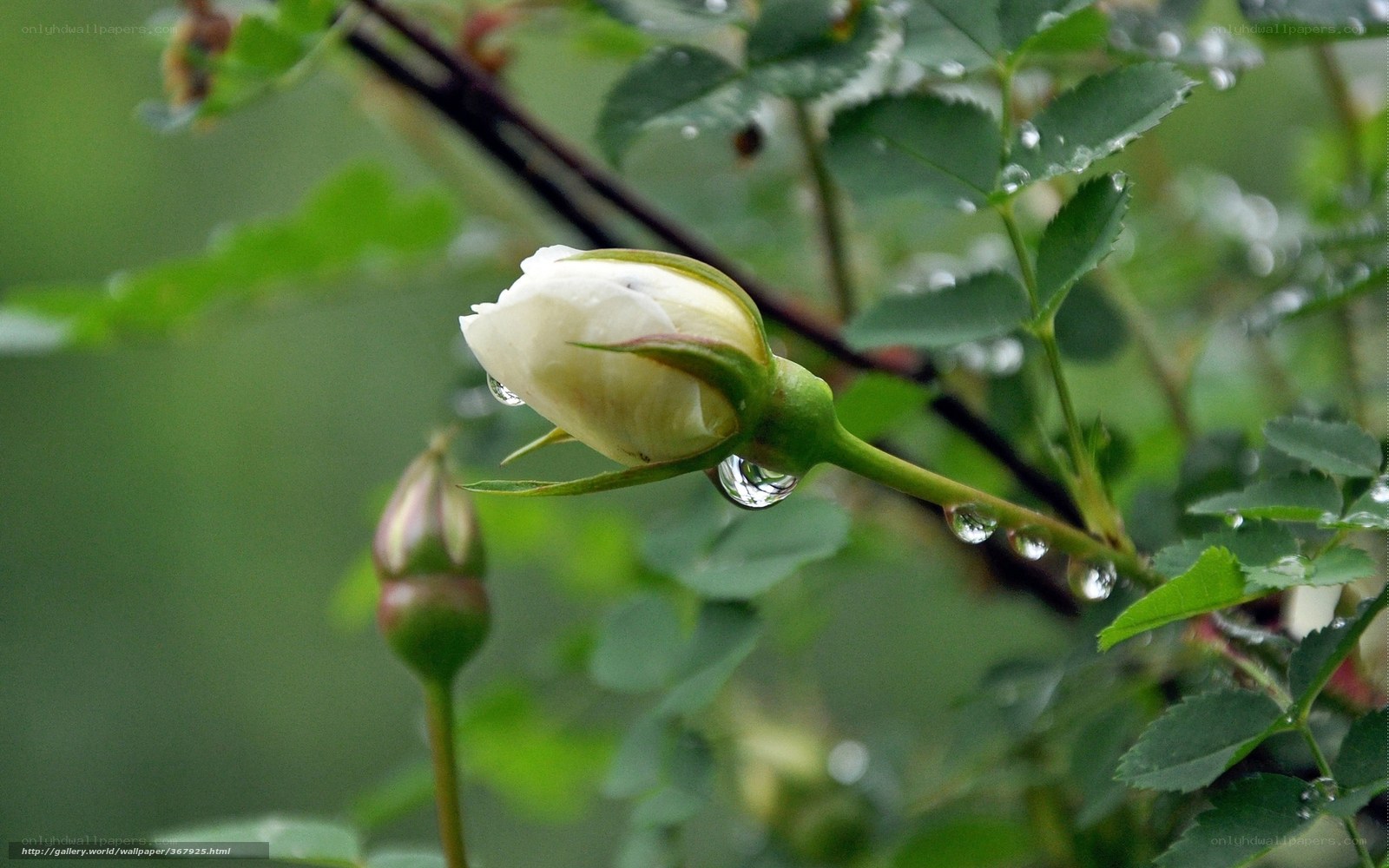 White rose bud with raindrops
