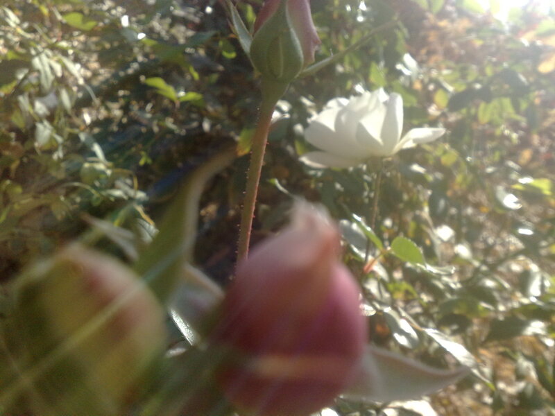 White Rose Buds — Green