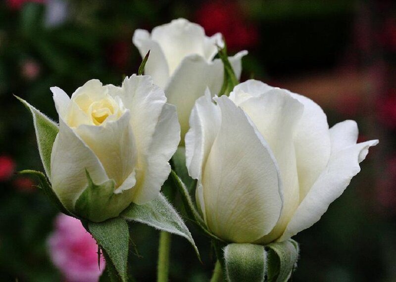 White Rose Buds — Serene