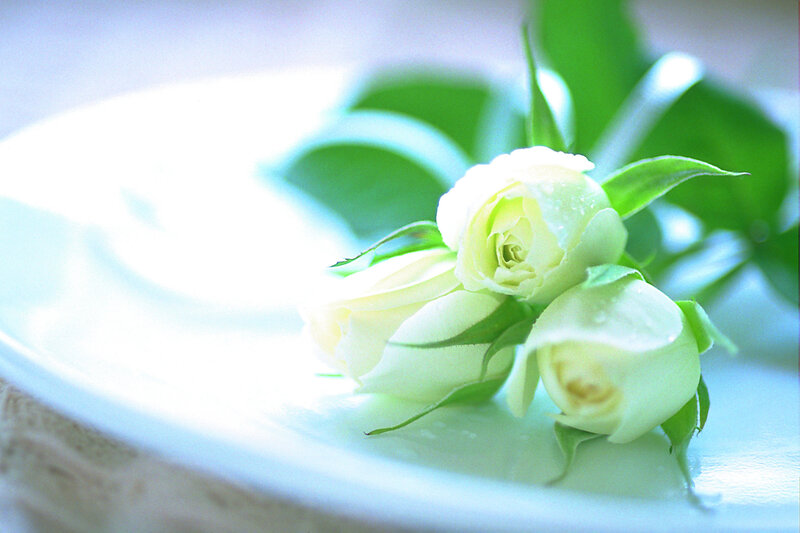 White Rose Buds
