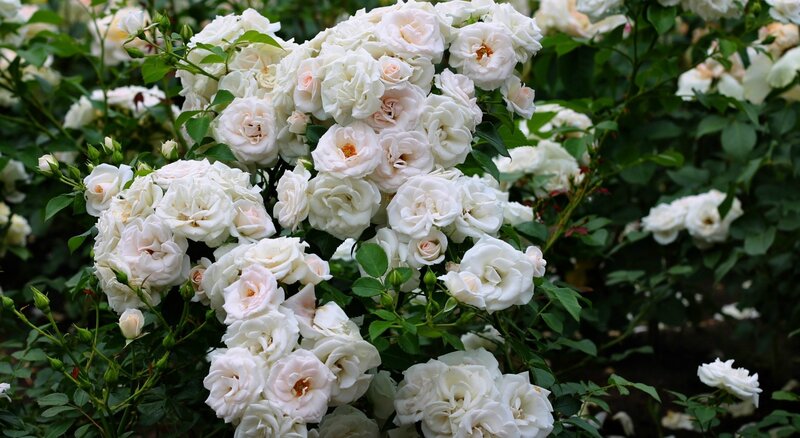 White Rose Bush — Calm, Summer