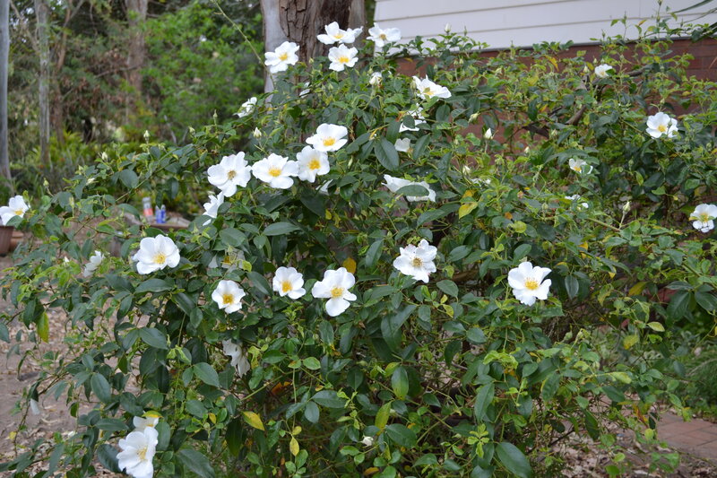 White Rose Bush — Calm