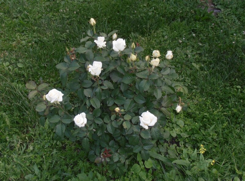 White Rose Bush — Green