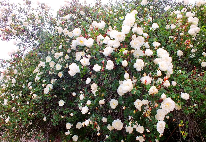 White Rose Bush — Serene, Spring
