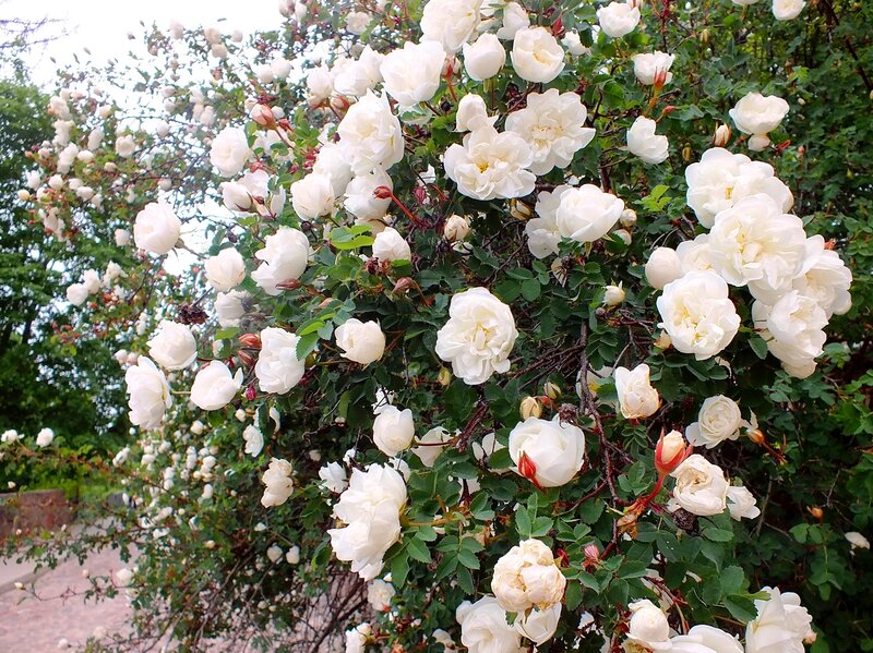White Rose Bush — Serene, Summer