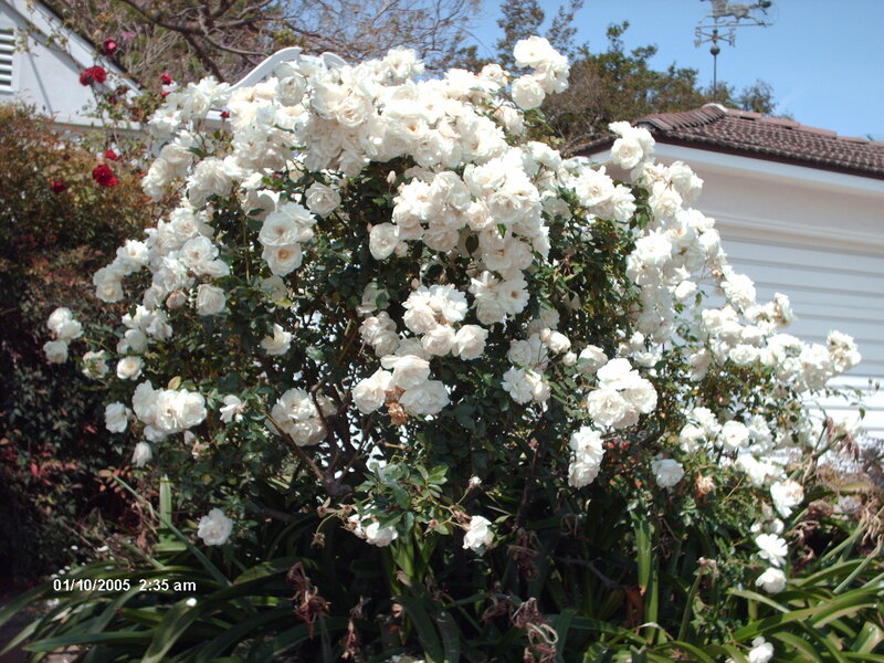 White Rose Bush — Serene