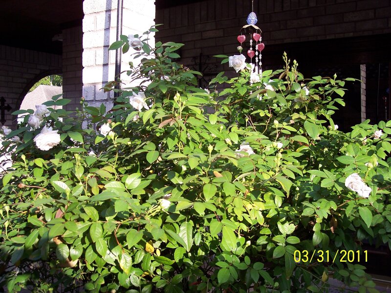 White Rose Bush