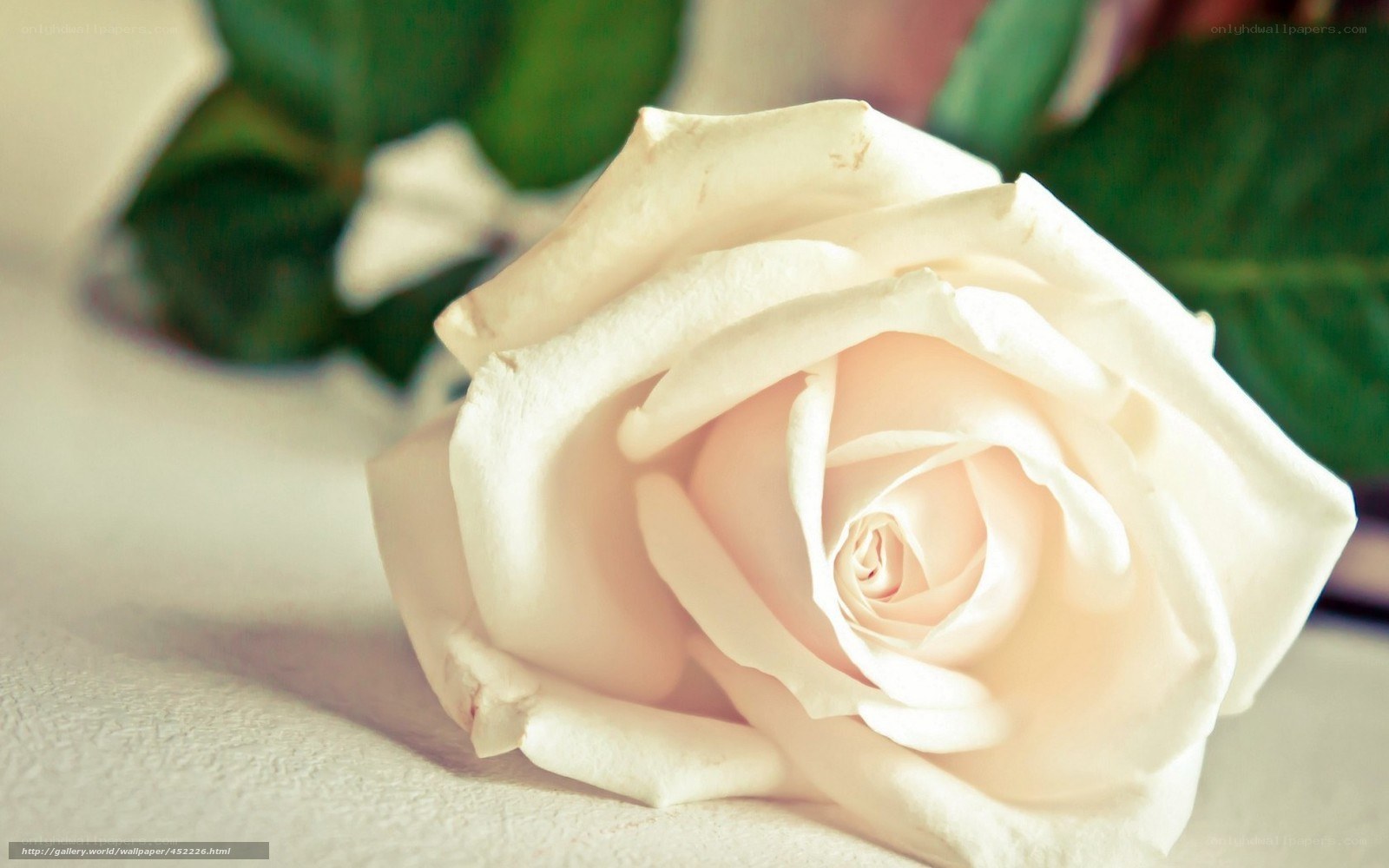 white rose close-up