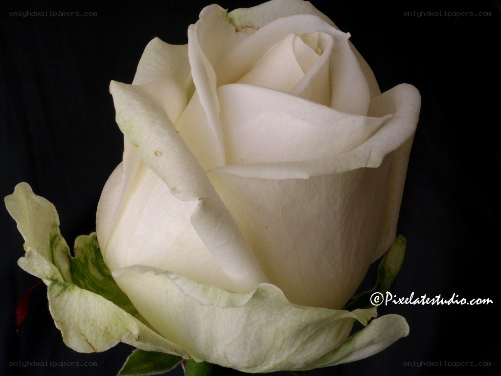 white rose close-up