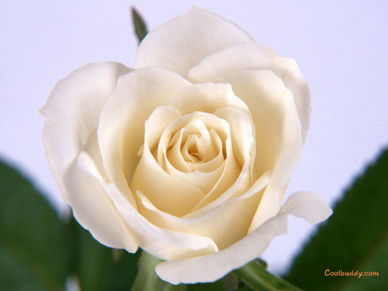 white rose close-up
