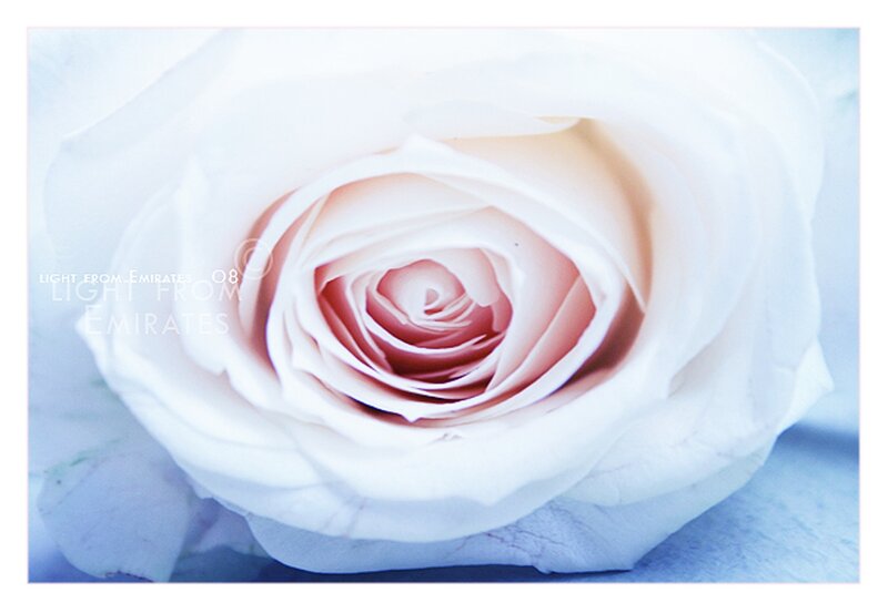 White Rose Close-up — Serene, Photograph, Petals
