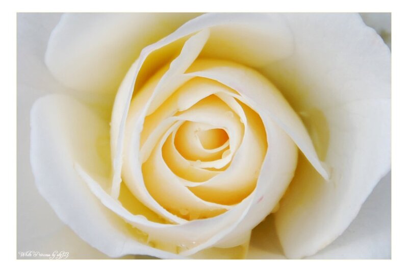 White Rose Close-up — Serene, Photograph