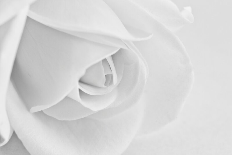 White Rose Close-up — Serene