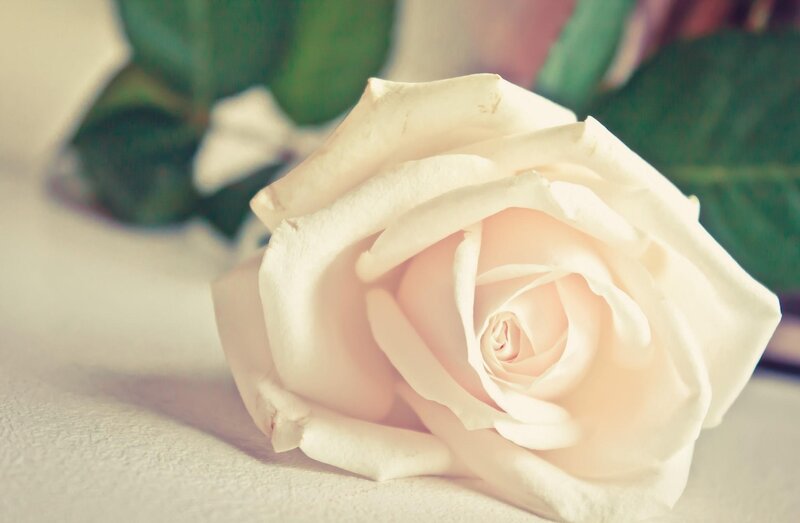 white rose close-up