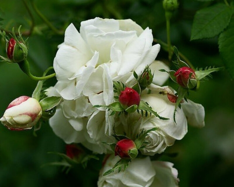 White Rose Cluster